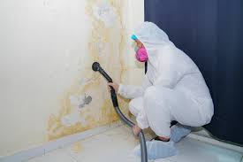 Best Mold Odor Removal Services  in Hornsby Bend, TX